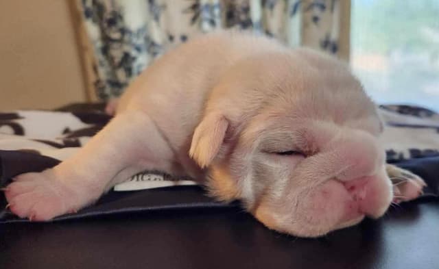 AKC Registered English Bulldog Puppies media 2