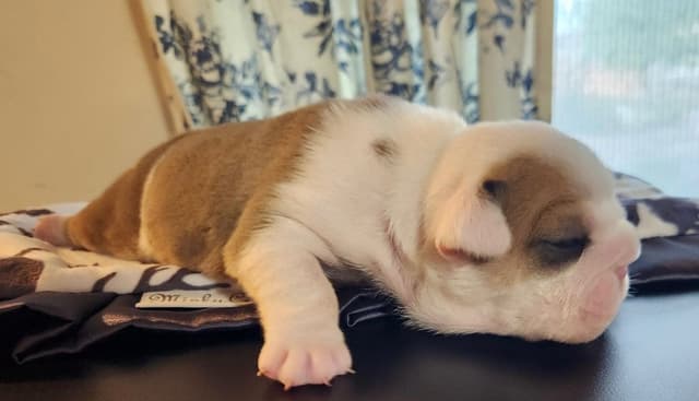 AKC Registered English Bulldog Puppies media 3