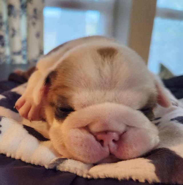 AKC Registered English Bulldog Puppies media 4