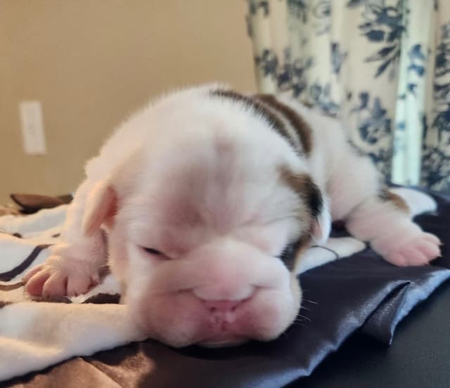 AKC Registered English Bulldog Puppies media 5