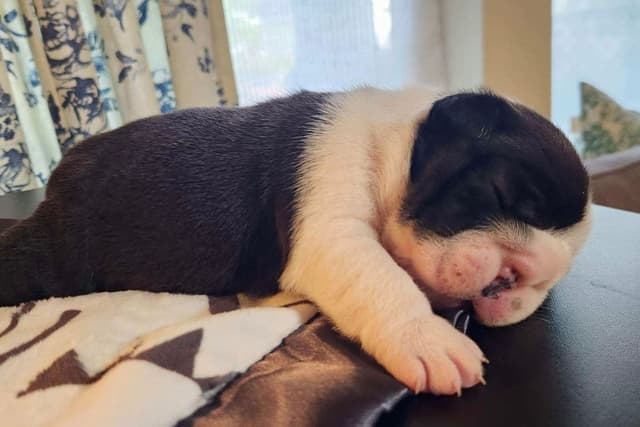 AKC Registered English Bulldog Puppies media 7