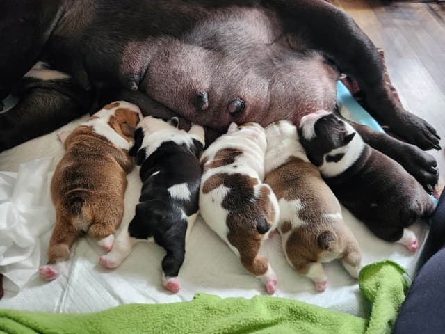 AKC Registered English Bulldog Puppies media 8