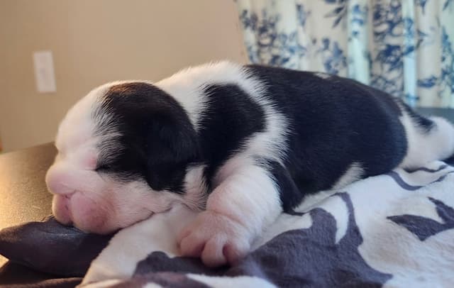 AKC Registered English Bulldog Puppies media 11