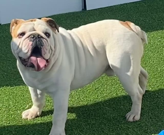 AKC Registered English Bulldog Puppies media 10
