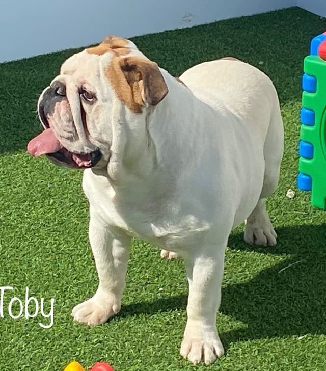 AKC Registered English Bulldog Puppies media 12
