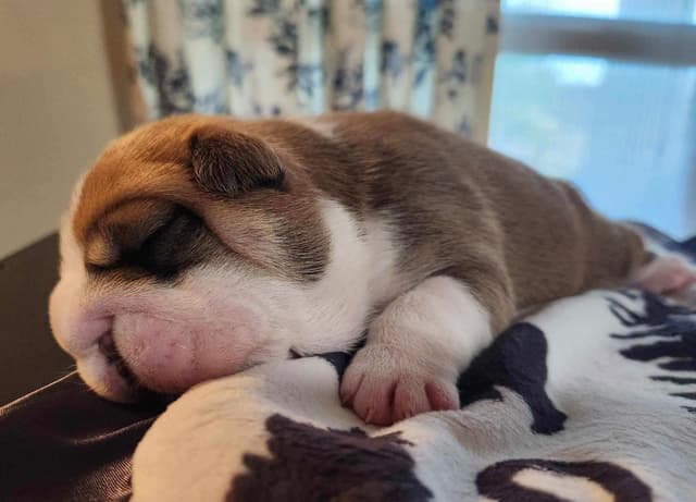 AKC Registered English Bulldog Puppies media 13