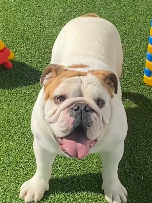 AKC Registered English Bulldog Puppies media 14