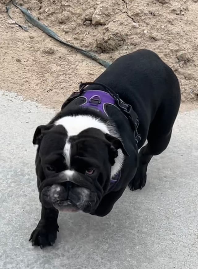 AKC Registered English Bulldog Puppies media 15