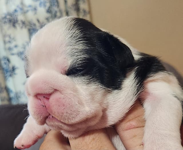 AKC Registered English Bulldog Puppies media 17