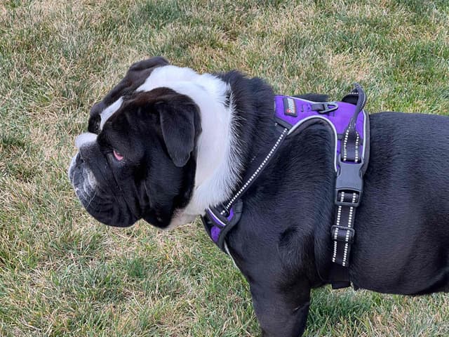 AKC Registered English Bulldog Puppies media 19