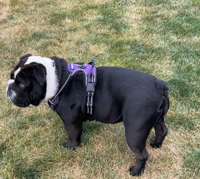 AKC Registered English Bulldog Puppies media 18