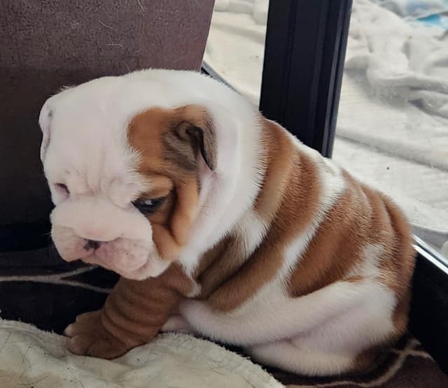 AKC Registered English Bulldog Puppies media 20