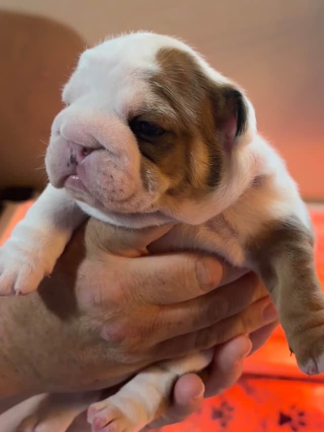AKC Registered English Bulldog Puppies media 22