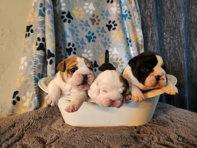 AKC Registered English Bulldog Puppies media 24