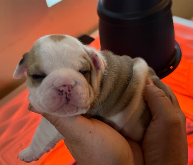 AKC Registered English Bulldog Puppies media 25