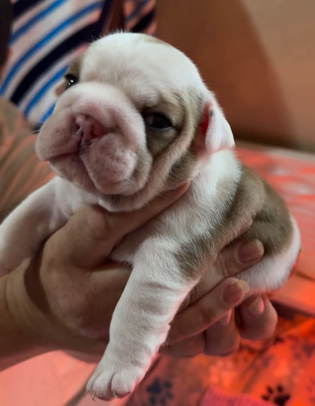 AKC Registered English Bulldog Puppies media 27