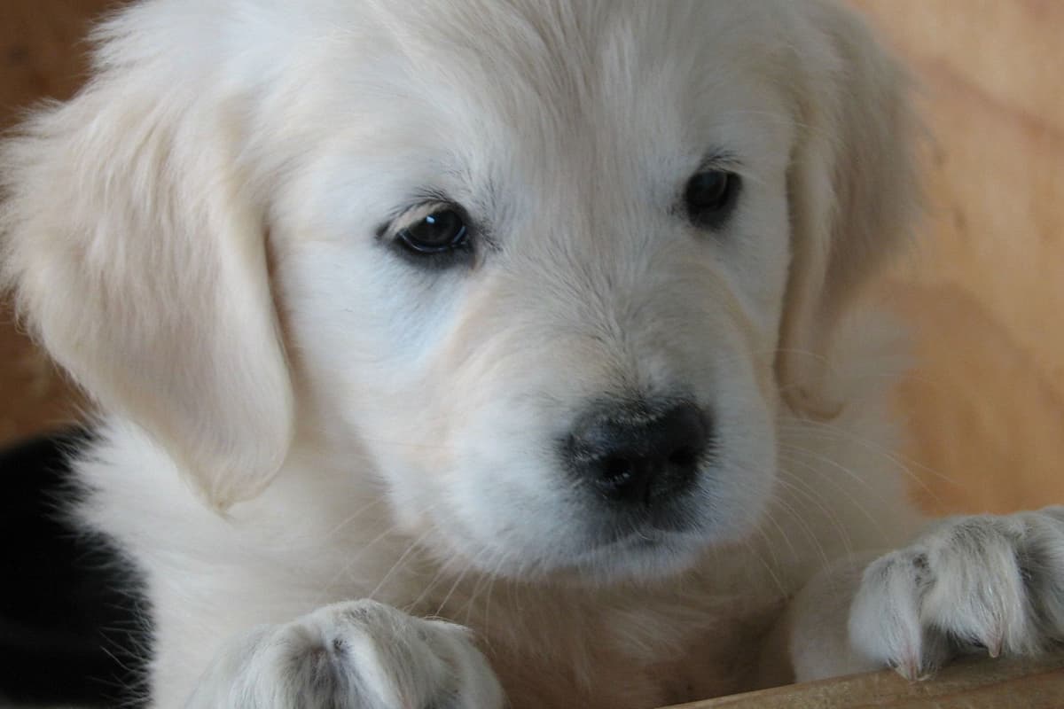 ENGLISH CREAM GOLDEN RETRIEVER PUPS breeder image 1