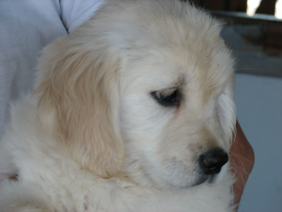 ENGLISH CREAM GOLDEN RETRIEVER PUPS breeder image 2