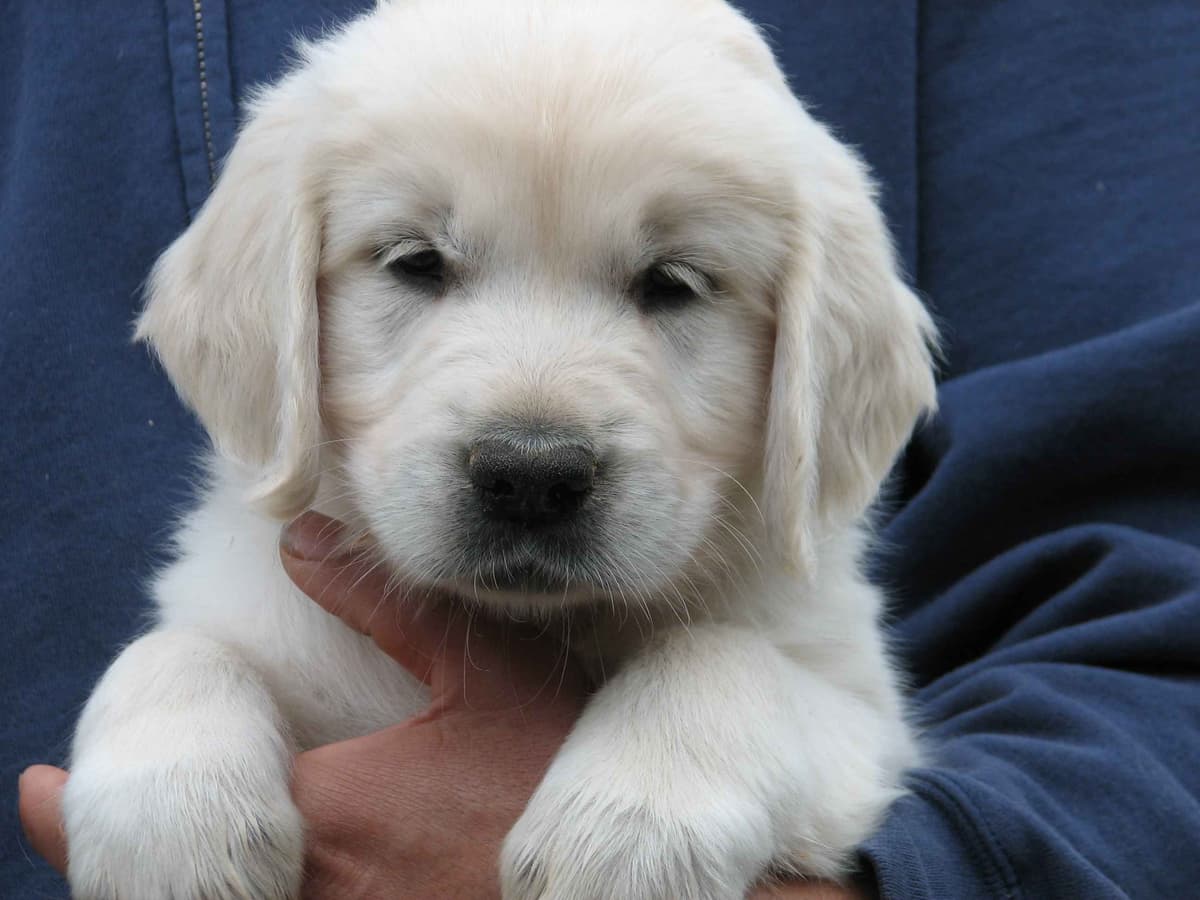ENGLISH CREAM GOLDEN RETRIEVER PUPS breeder image 3