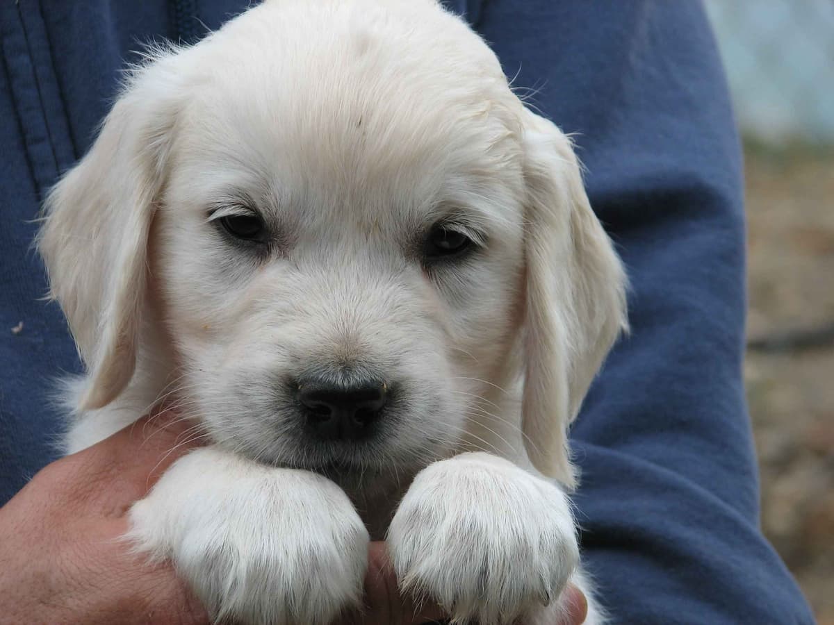 ENGLISH CREAM GOLDEN RETRIEVER PUPS breeder image 5