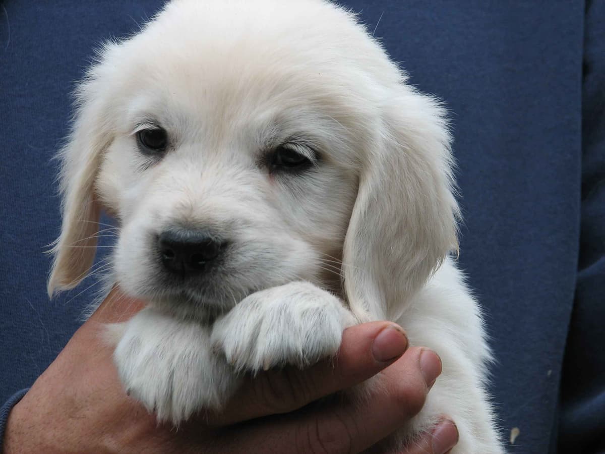 ENGLISH CREAM GOLDEN RETRIEVER PUPS breeder image 6