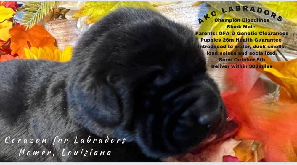 Labrador Retriever Puppies breeder image 1