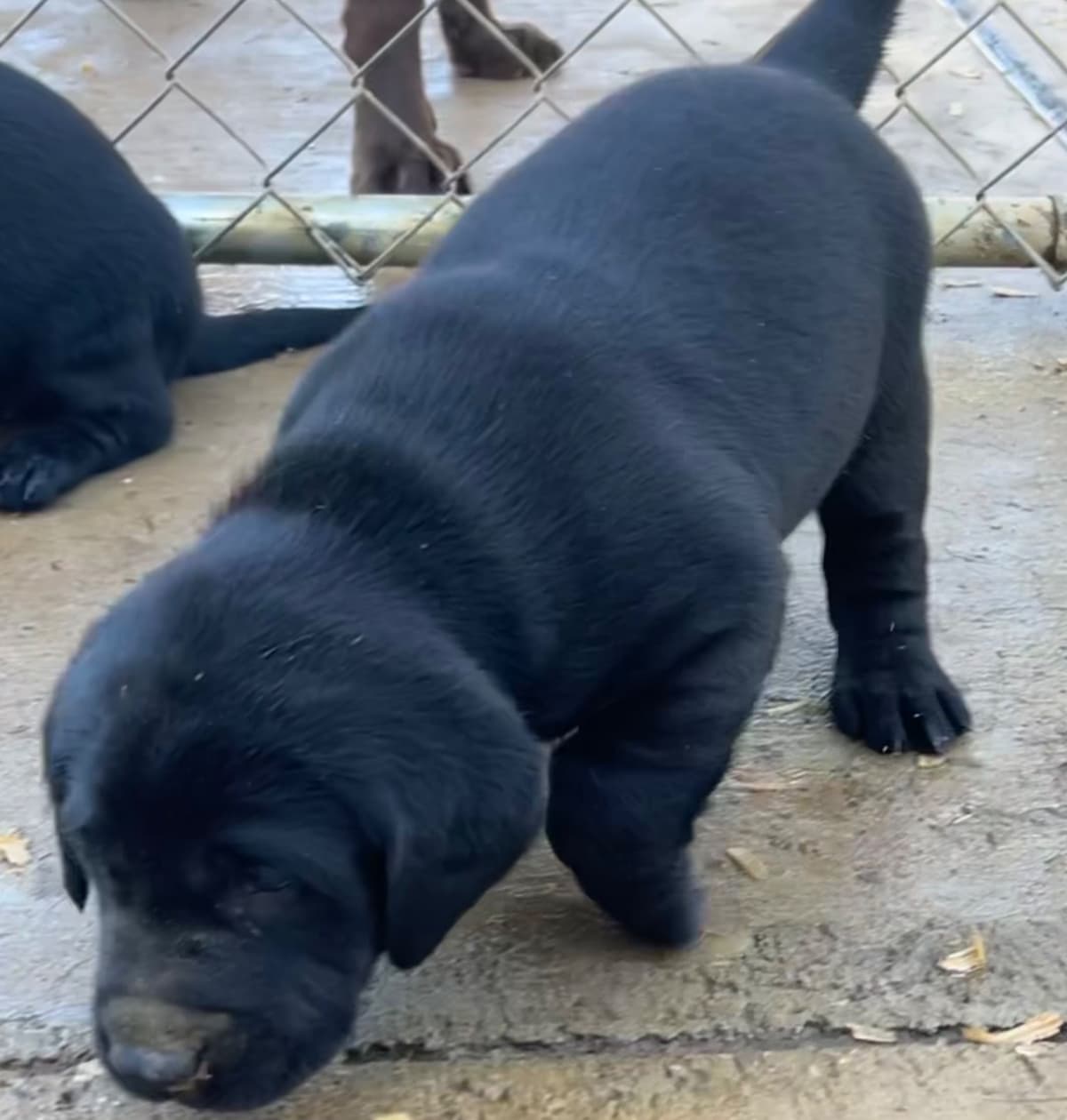 Labrador Retriever Puppies breeder image 3