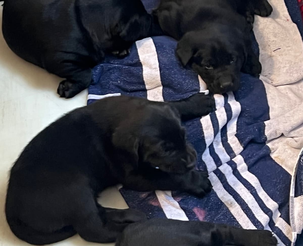Labrador Retriever Puppies breeder image 6