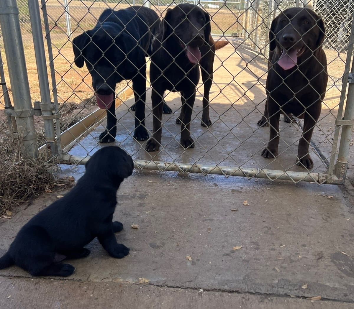 Labrador Retriever Puppies breeder image 5