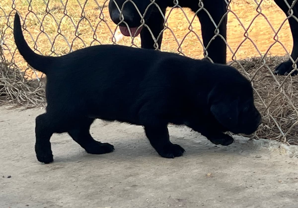 Labrador Retriever Puppies breeder image 8