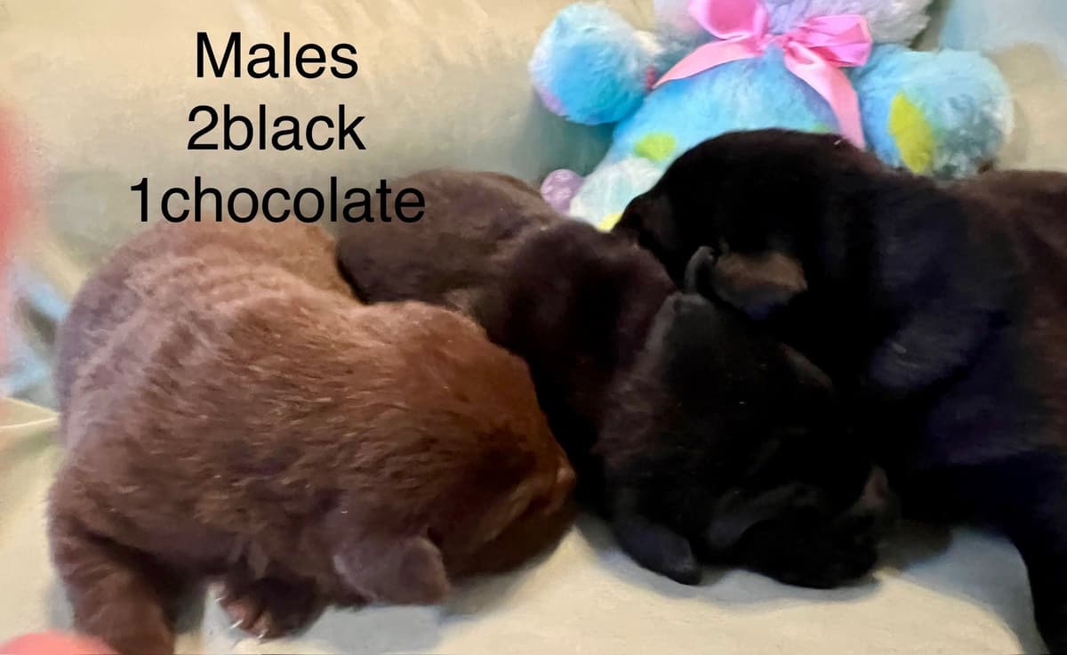 Labrador Retriever Puppies breeder image 9