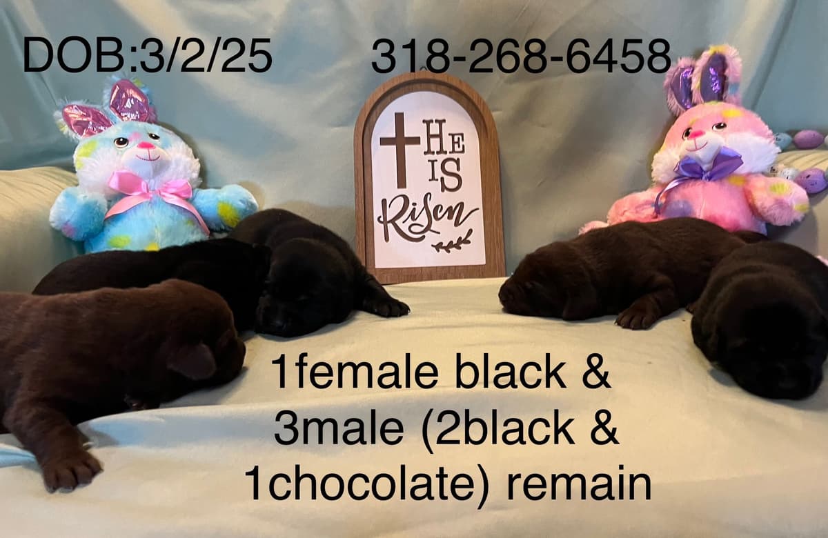 Labrador Retriever Puppies breeder image 10