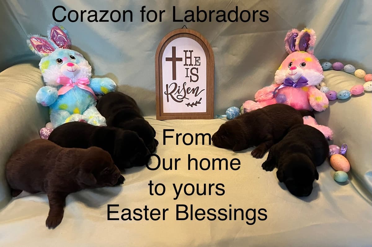 Labrador Retriever Puppies breeder image 11