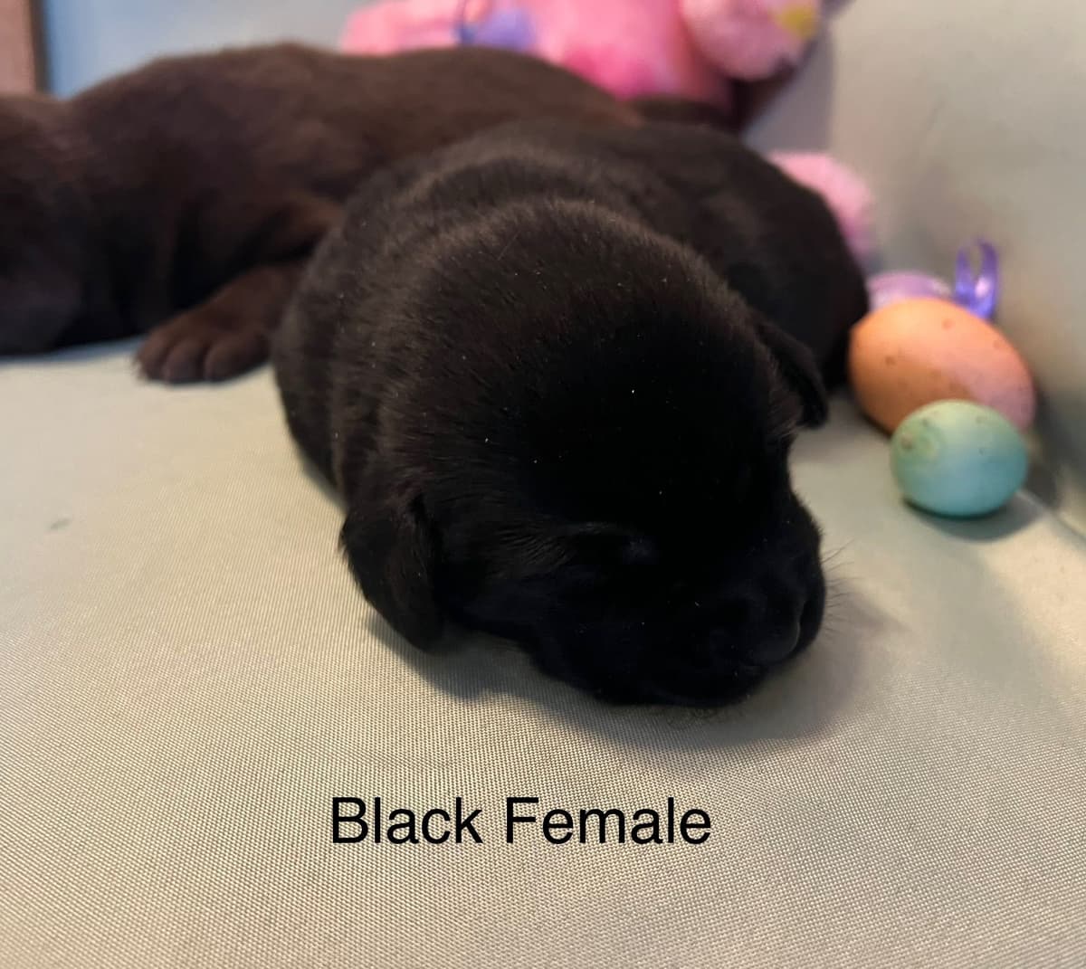 Labrador Retriever Puppies breeder image 12