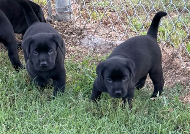 Labrador Retriever Puppies media 3