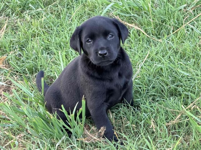 Labrador Retriever Puppies media 4
