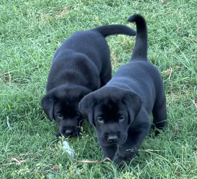 Labrador Retriever Puppies media 5