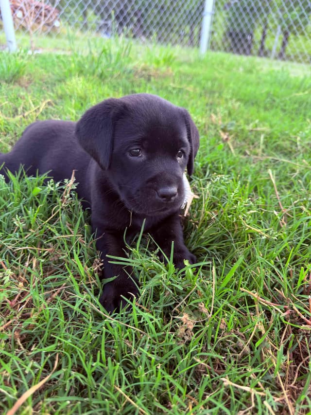 Labrador Retriever Puppies media 7