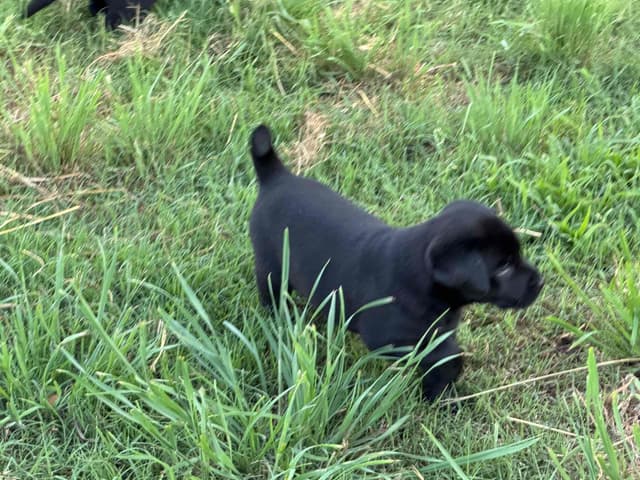 Labrador Retriever Puppies media 8
