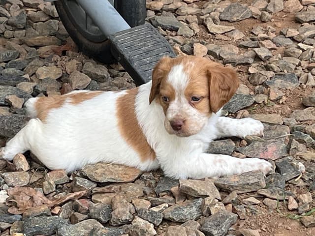 Brittany Puppies media 4