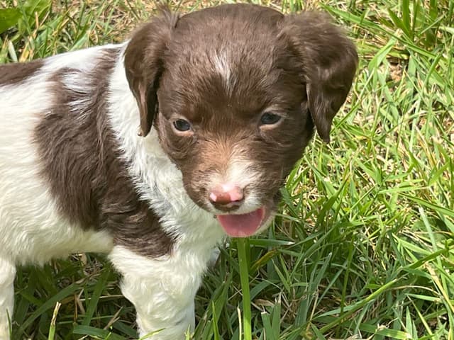 Brittany Puppies media 5