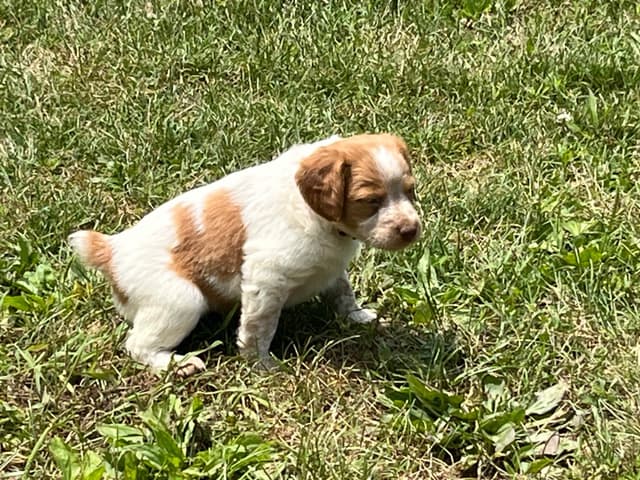 Brittany Puppies media 7