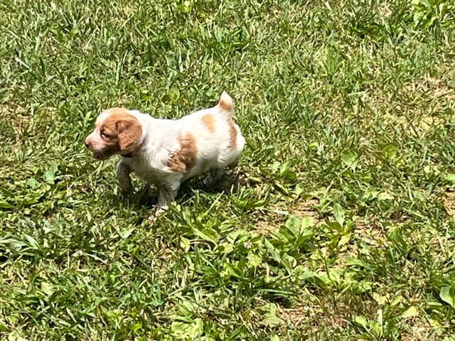 Brittany Puppies media 9