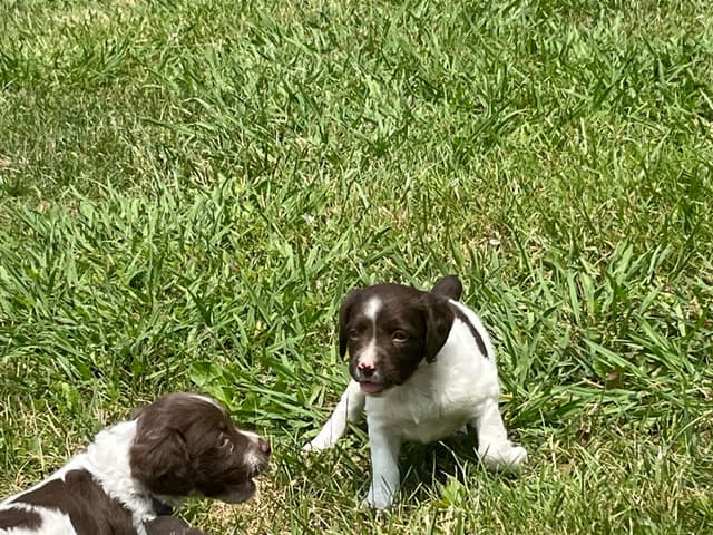 Brittany Puppies media 8