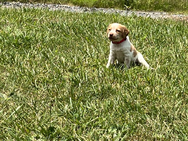 Brittany Puppies media 10