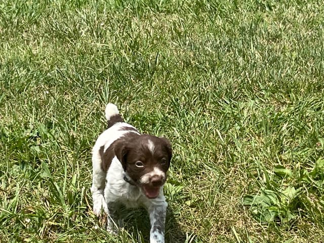 Brittany Puppies media 11
