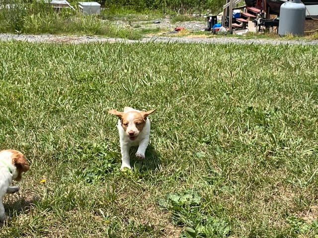 Brittany Puppies media 12