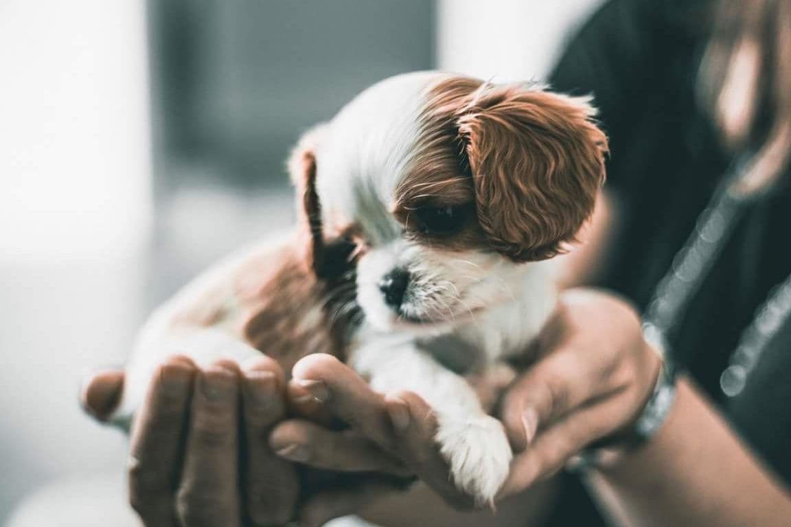 Cavalier King Charles Spaniel Puppies breeder image 1