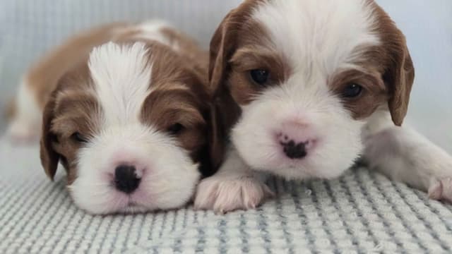 Cavalier King Charles Spaniel Puppies media 3