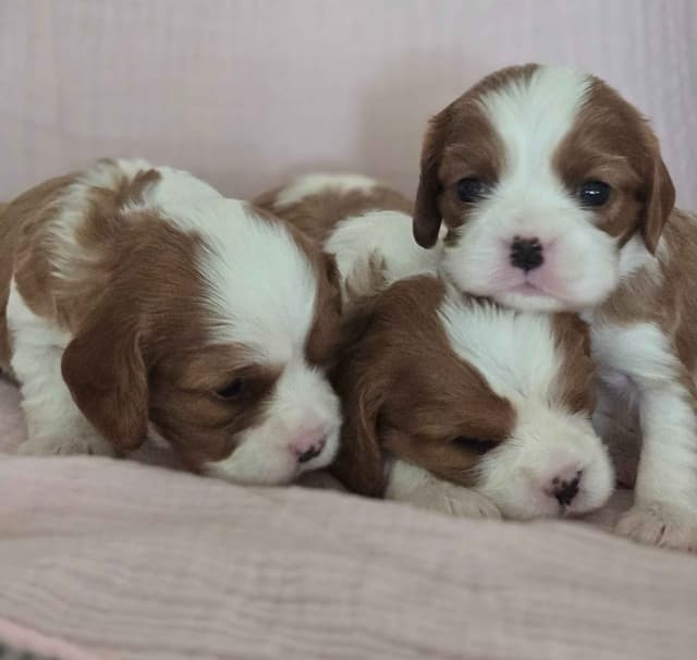 Cavalier King Charles Spaniel Puppies media 6